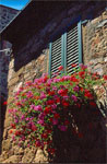 finestra con fiori