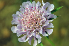 fiore viola