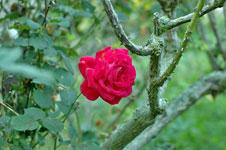 rosa rossa